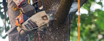 Lawn Maintenance Plans in Limestone Creek, FL