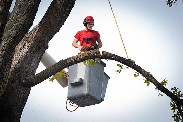 How Our Tree Care Process Works  in  Limestone Creek, FL